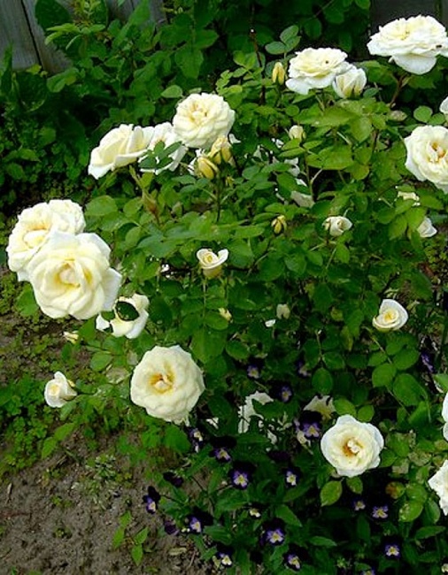 Роза кустовая Джей Пи Коннел